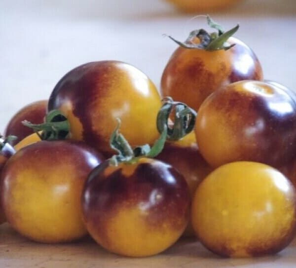 A collection of Tomato 'Blue Gold Berries' in a 4" pot features small, round tomatoes with mixed yellow and deep reddish-purple hues on a light surface, ideal for planting.