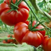 Close-up of Tomato 'Rouge de Marmande' 4" Pot, with ripe red tomatoes thriving on the vine in a lush garden setting.