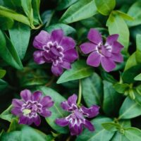 Vinca minor Elizabeth Cran Periwinkle