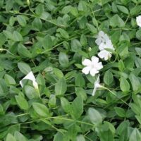 Vinca minor alba white periwinkle