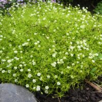 Alpine,Pearlwort