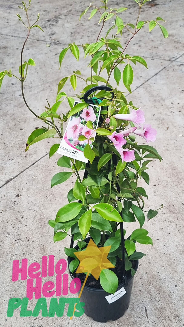 Pandorea 'Dark Pink' 8" Pot - Image 3