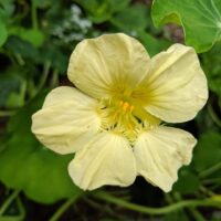 A Nasturtium 'Cream' in a 4" pot showcases a cream-colored flower with five delicate petals and vibrant orange stamen, surrounded by lush green leaves.