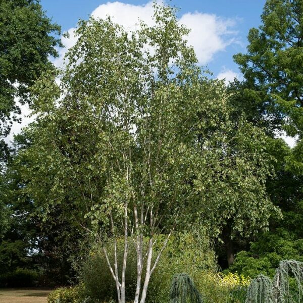 Hello Hello Plants Betula utilis 'Jacquemontii' Himalayan Birch Group planted