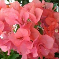 Bougainvillea