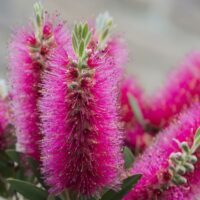 The Callistemon 'Taree Pink' Bottlebrush in an 8" pot boasts thin, spiky pink petals amidst lush green leaves, highlighting its vibrant charm.