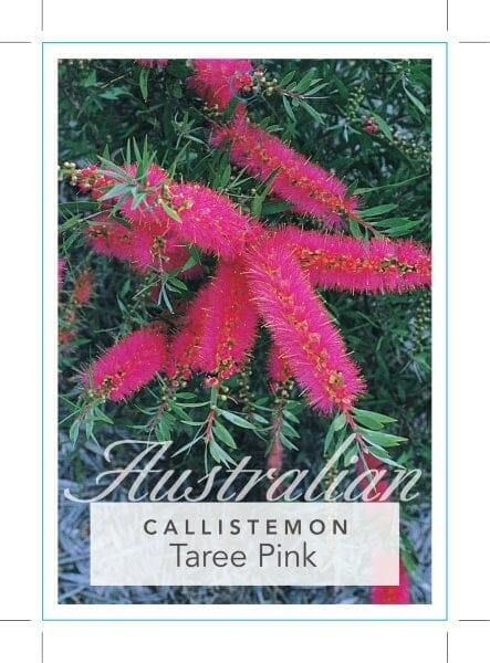 Callistemon 'Taree Pink' Bottlebrush - Image 2