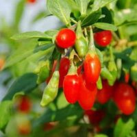 Bright red Lycium 'Goji Berry' fruits hang from green leafy branches in warm sunlight.