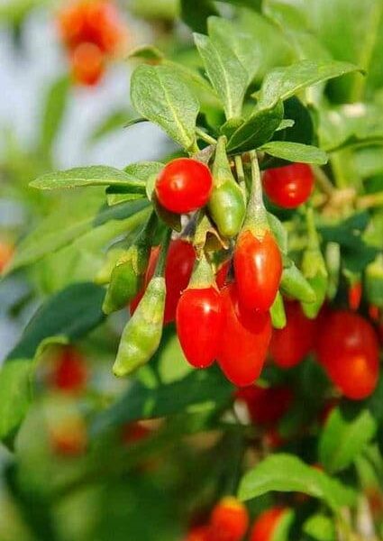 Bright red Lycium 'Goji Berry' fruits hang from green leafy branches in warm sunlight.
