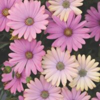 A cluster of Osteospermum 'Serenity™ Sunset' African Daisy from a 4" pot displays pink and light yellow daisy-like flowers with lush green foliage in the background.