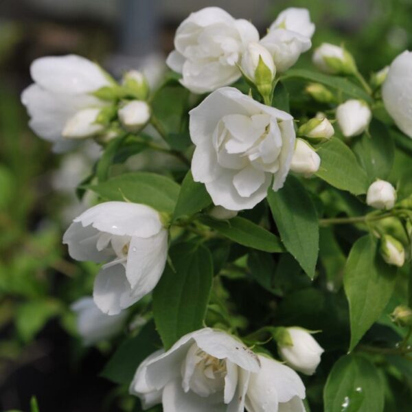 Close-up of white jasmine flowers with lush Philadelphus 'Manteau d hermine' blooms and green leaves in a garden setting.