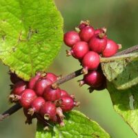 Symphoricarpos orbiculatus Coralberry