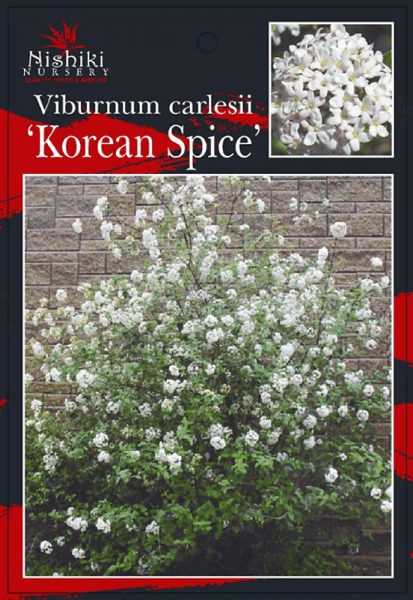 Viburnum 'Koreanspice Viburnum' - Image 2