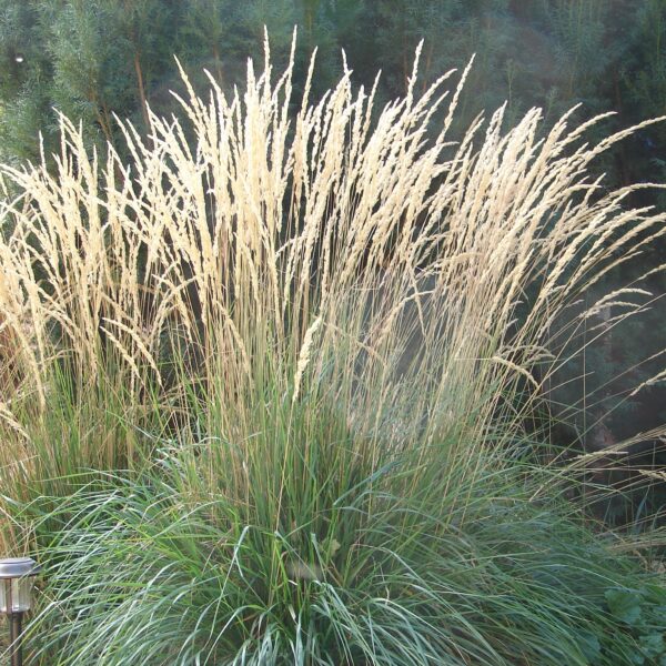 Calamagrostis 'Karl Foerster' 15cm Pot features tall, upright ornamental grass with green blades and thin beige seed heads, ideal for dense outdoor garden displays.