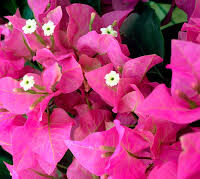 Close-up of Bougainvillea 'Miami Pink' flowers with white centers nestled among lush green leaves in a 6" pot.