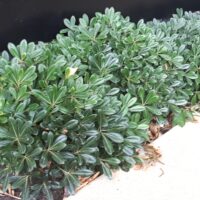 Hello Hello Plants Nursery Pittosporum tobira Miss Muffet Border