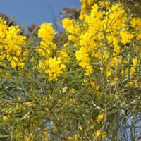 The vibrant Acacia 'Stringy Bark Wattle' in a 10" pot, with its bright yellow flowers and feathery leaves, contrasts beautifully against a clear blue sky.