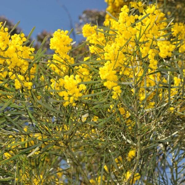 The vibrant Acacia 'Stringy Bark Wattle' in a 10" pot, with its bright yellow flowers and feathery leaves, contrasts beautifully against a clear blue sky.
