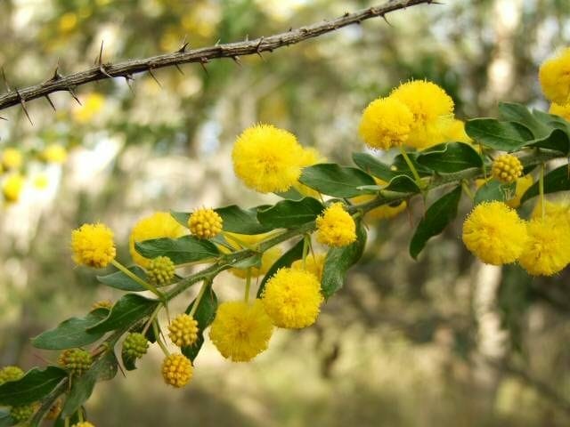 Acacia paradoxa Acacia Prickly wattle, Kangaroo thorn or Kangaroo wattle. flowering wattle