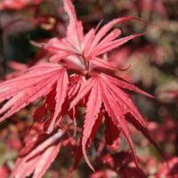 Acer 'Nishiki's Red Spire' Japanese Maple