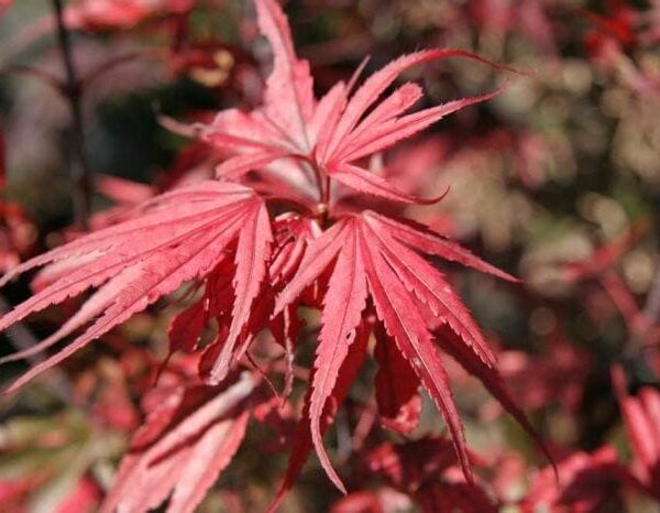 Acer 'Nishiki's Red Spire' Japanese Maple