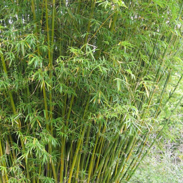 A dense cluster of Bambusa 'Willowy Bamboo' emerges from an 8" pot, with narrow leaves growing vertically for a lush green display.