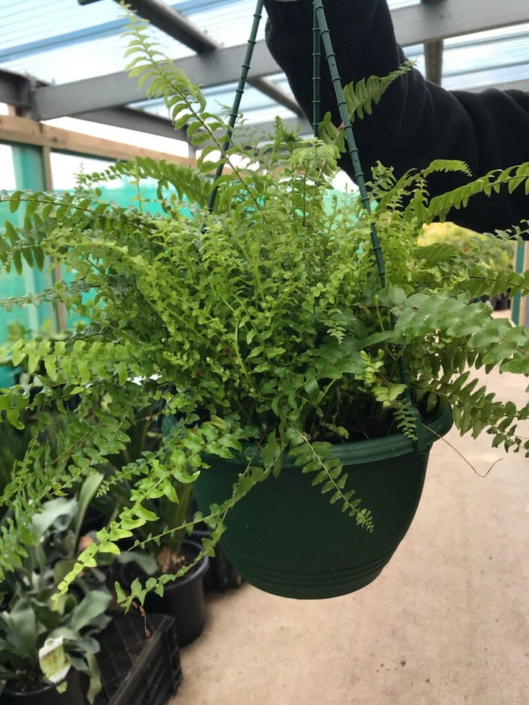 Nephrolepis 'Blue Bell' Boston Fern 8" (Hanging Basket) - Image 3