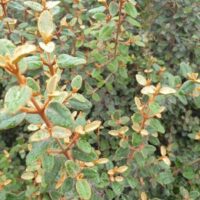 A close-up of densely packed green leaves, some lightly tinged brown, growing on thin upright stems of the Correa backhouseana 'Australian Fuchsia,' often found in a 6" pot, highlights its rustic elegance amidst lush foliage.