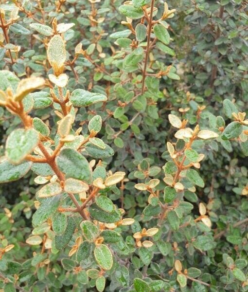 A close-up of densely packed green leaves, some lightly tinged brown, growing on thin upright stems of the Correa backhouseana 'Australian Fuchsia,' often found in a 6" pot, highlights its rustic elegance amidst lush foliage.