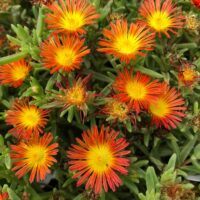 Close-up of vibrant red and orange Delosperma 'Orange' Ice Plant flowers in a 6" pot, surrounded by lush green foliage.