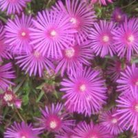 Close-up of Delosperma 'Pink' Ice Plant flowers in a 6" pot, featuring vibrant pink, thin radiating petals and small central cores.
