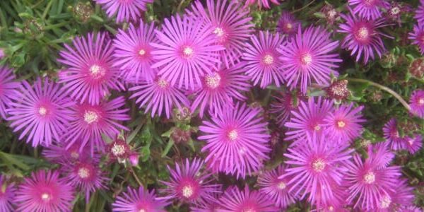 Close-up of Delosperma 'Pink' Ice Plant flowers in a 6" pot, featuring vibrant pink, thin radiating petals and small central cores.