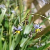 Close-up of Dianella caerulea 'Lakeview Green' in a 6" pot, showcasing small purple flowers with yellow stamens on a curving stem, surrounded by green leaves.