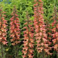 Tall pink and orange Digiplexis 'Falcon Fire' flowers bloom vibrantly against lush green foliage, providing a touch of elegance to any garden setting in a convenient 7" pot.