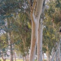 Eucalyptus 'Tasmanian Blue Gum' or Victorian Blue Gum native australian trees eucalyptus globulus