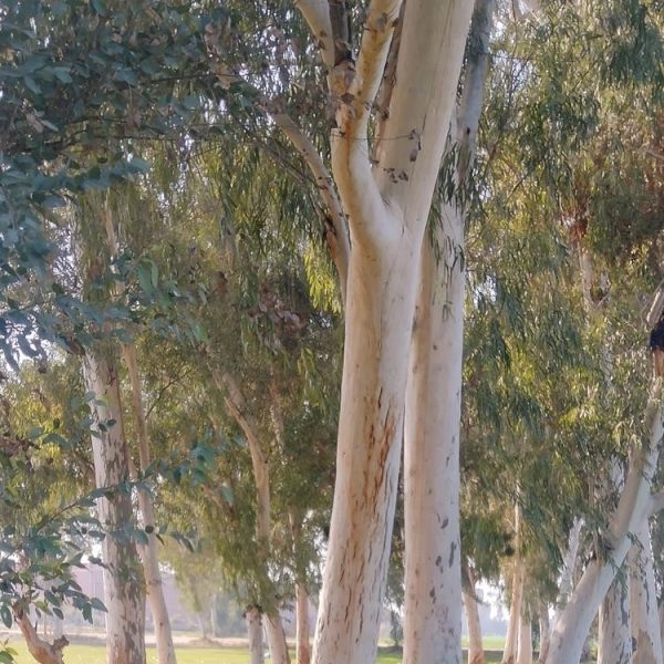 Eucalyptus 'Tasmanian Blue Gum' or Victorian Blue Gum native australian trees eucalyptus globulus