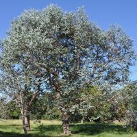Eucalyptus gunnii Cider Gum Trees growing in the wild native australian gums with silvery-grey-blue foliage