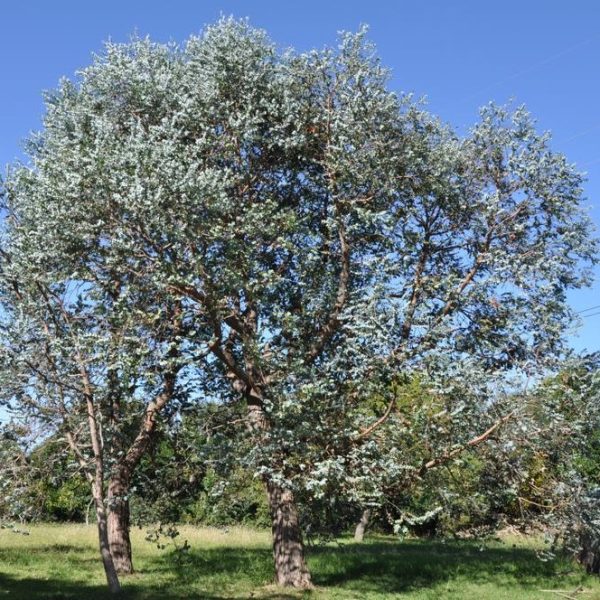 Eucalyptus gunnii Cider Gum Trees growing in the wild native australian gums with silvery-grey-blue foliage