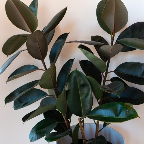A stunning Ficus 'Lime Splice' Rubber Fig with large, dark green, oval-shaped leaves sits gracefully in an 8" white pot against a neutral wall.