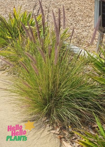 Pennisetum alopecuroides 'Swamp Foxtail Grass' - Image 2