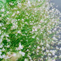 Gaura 'White' Butterfly Bush in an 8" pot features dense clusters of small white flowers with green stems, perfect for displaying beside a paved path.
