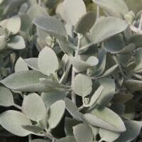 Close-up of Kalanchoe 'Silver Spoons' in a 6" pot, highlighting its silvery-green foliage with oval leaves.