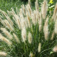 Pennisetum alopecuroides 'Swamp Foxtail Grass' in an 8" pot features tall green foliage and long, fluffy seed heads, ideal for growing outdoors in sunlight.