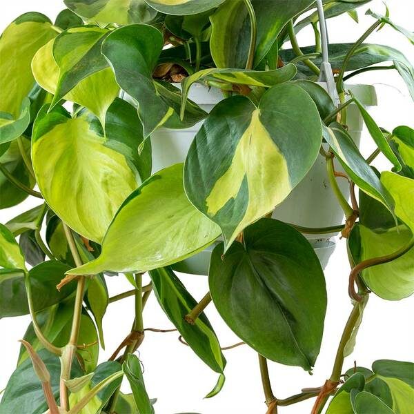 Close-up of a Philodendron 'Brasil' 6" Pot highlighting its vibrant green and yellow variegated leaves.