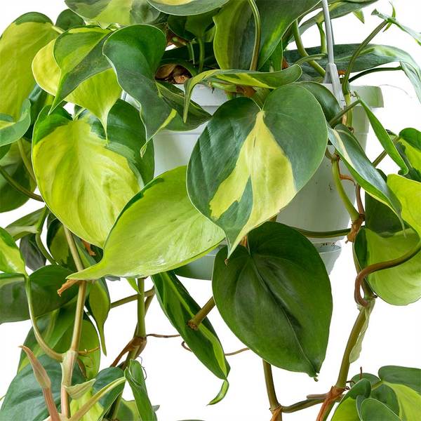 Close-up of a Philodendron 'Brasil' 6" Pot highlighting its vibrant green and yellow variegated leaves.