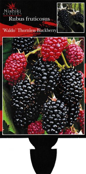 Rubus 'Waldo' Blackberry 6" Pot - Image 3