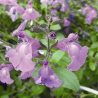 Close-up of vibrant Salvia 'Mesa Azure' flowers in full bloom, surrounded by lush green foliage, evokes natural beauty.