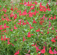 Dense cluster of Salvia 'Mesa Scarlet' flowers with green leaves in a 6" pot.