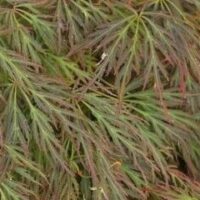 Close-up of delicate, lace-like green and reddish leaves of the Acer 'Bronzewing' Japanese Maple in a 16" pot.