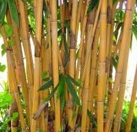 Tall Bamboo stalks of Bambusa 'Golden Goddess' with green leaves cluster together, reflecting the serenity of a natural bamboo plant thriving in its 12" pot.